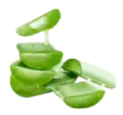 Aloe ingredient visual