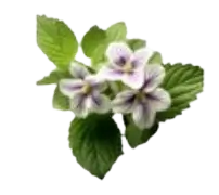 Menthol ingredient visual